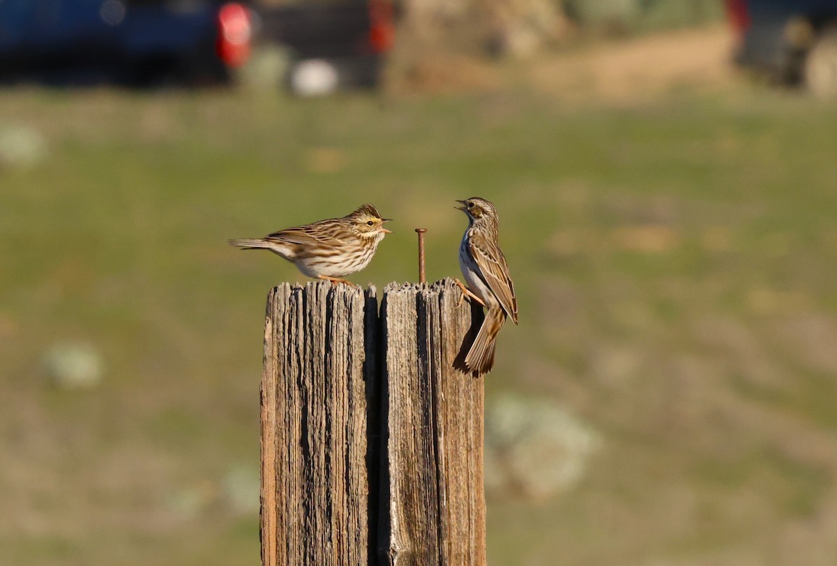 Grasammer - ML646774231