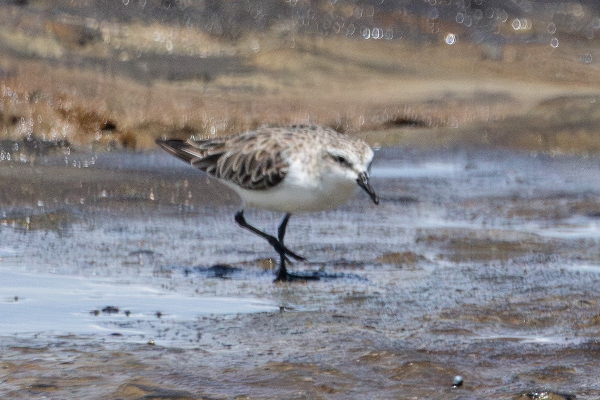 Песочник-красношейка - ML646774232