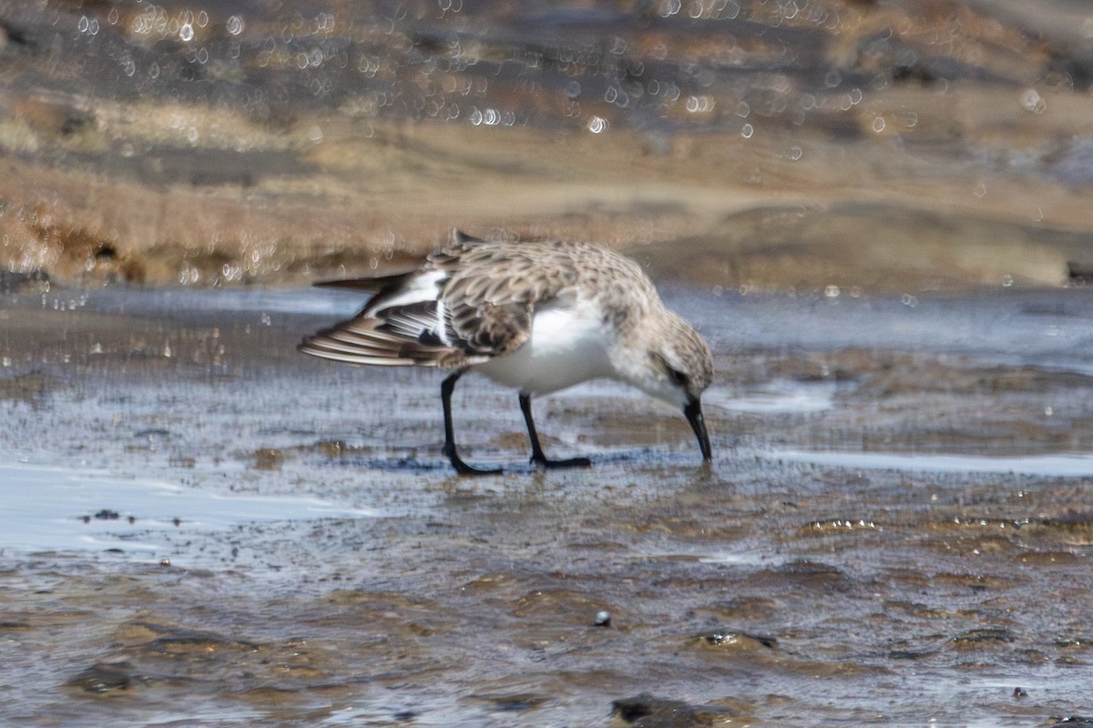 Песочник-красношейка - ML646774233