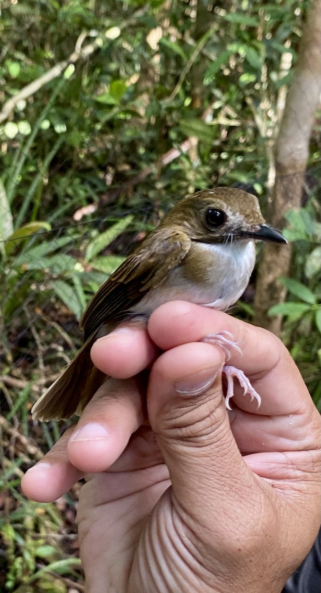 gråbrystfluesnapper - ML646774234