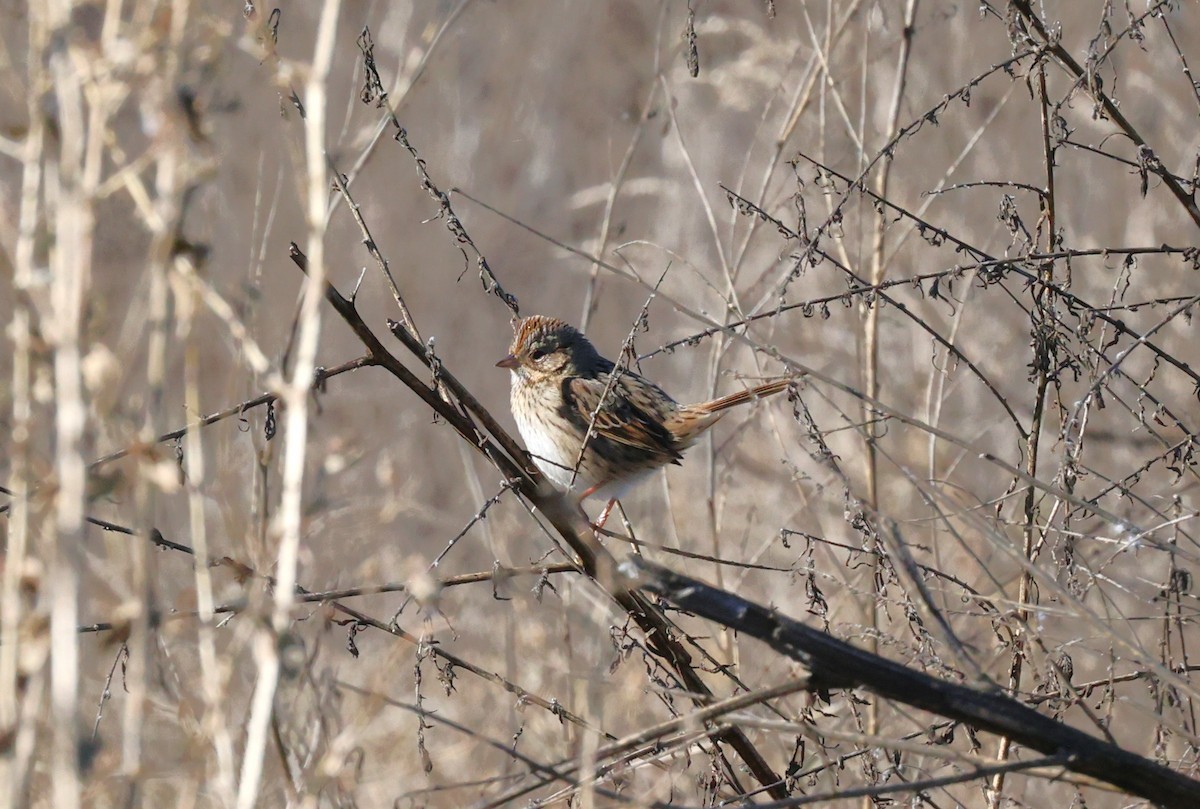 Lincolnammer - ML646774236