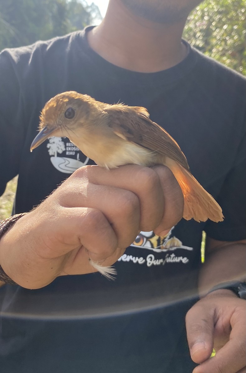 rustryggtimal - ML646774237