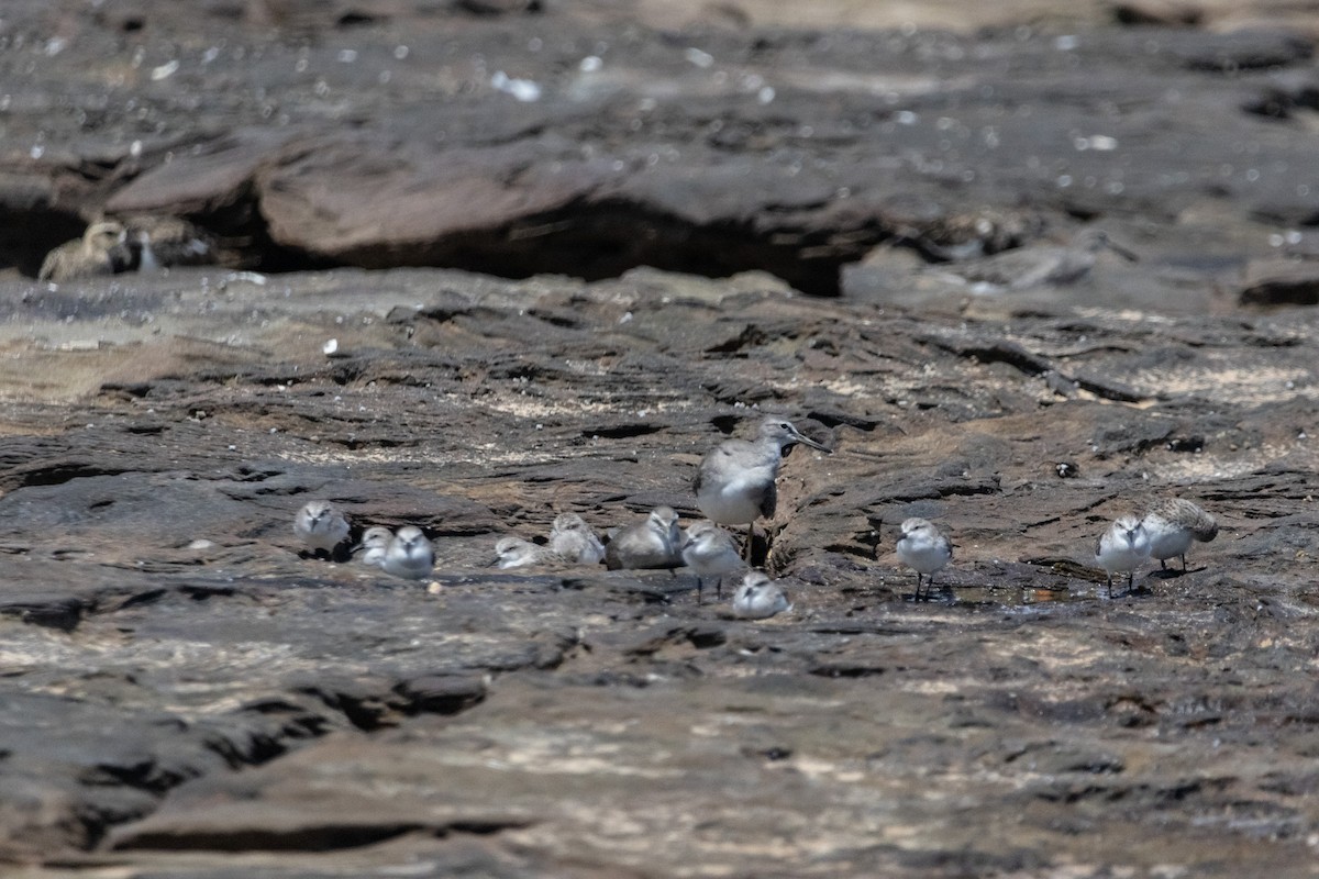 Wandering Tattler - ML646774243