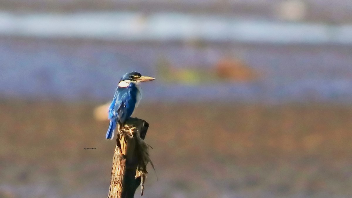 שלדג צווארון - ML646774244