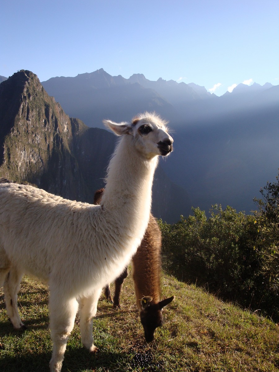 Vicuñas and Alpacas - ML646774245
