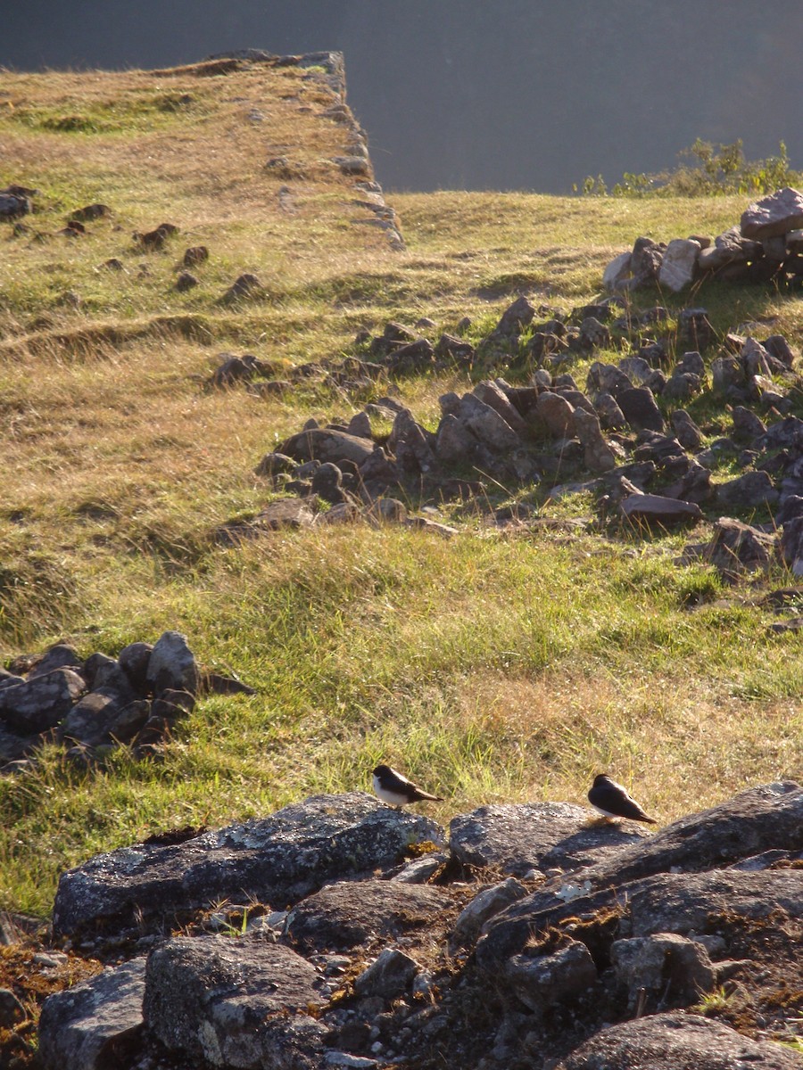 Blue-and-white Swallow - ML646774249