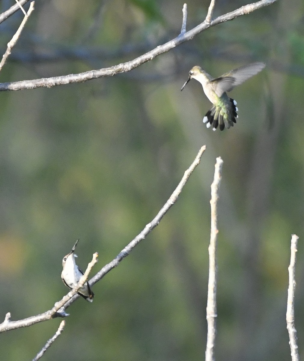 Рубиновогорлый колибри - ML646774250