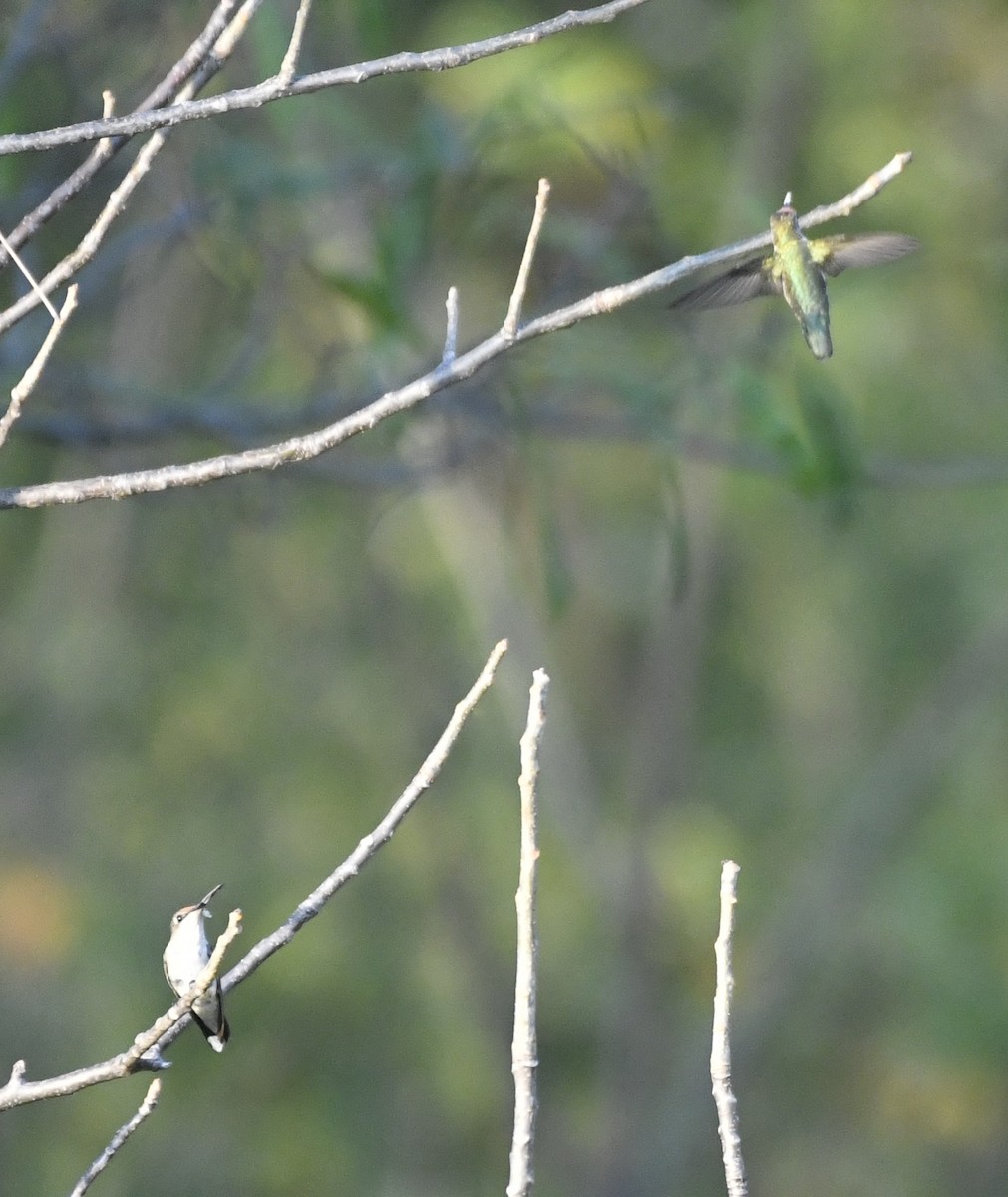 Рубиновогорлый колибри - ML646774251