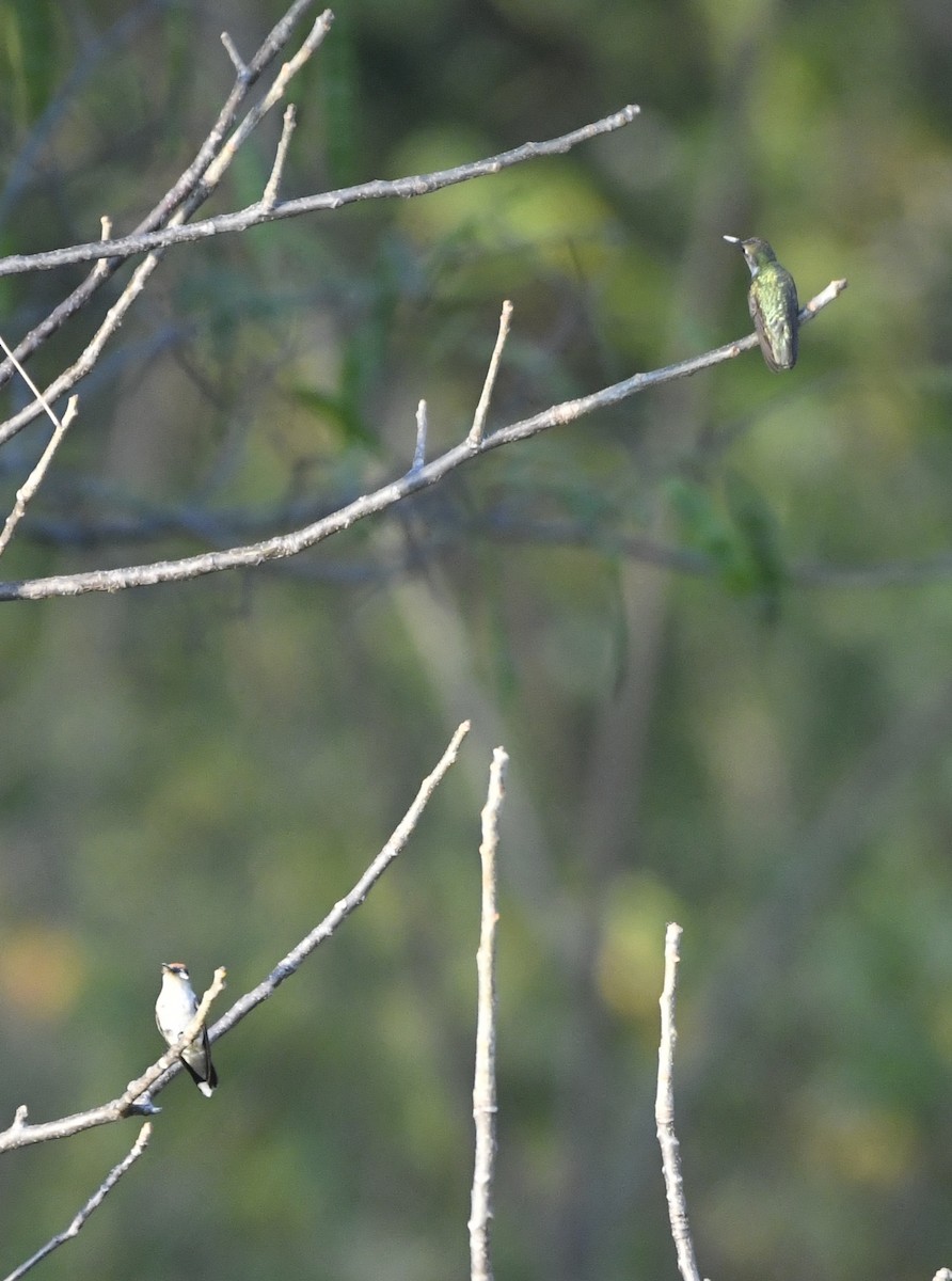 Рубиновогорлый колибри - ML646774252