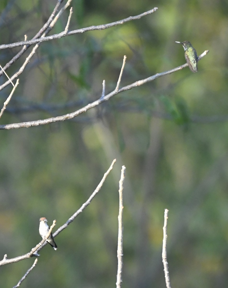 Рубиновогорлый колибри - ML646774253