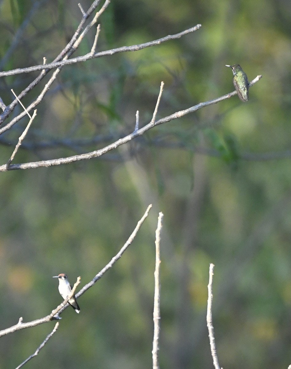 Рубиновогорлый колибри - ML646774254