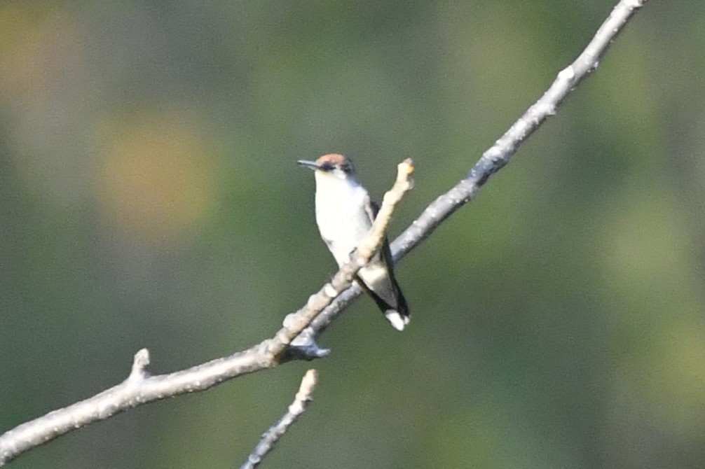 Рубиновогорлый колибри - ML646774255