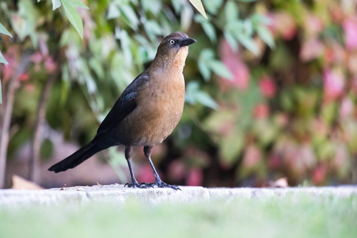 Great-tailed Grackle - ML646774256