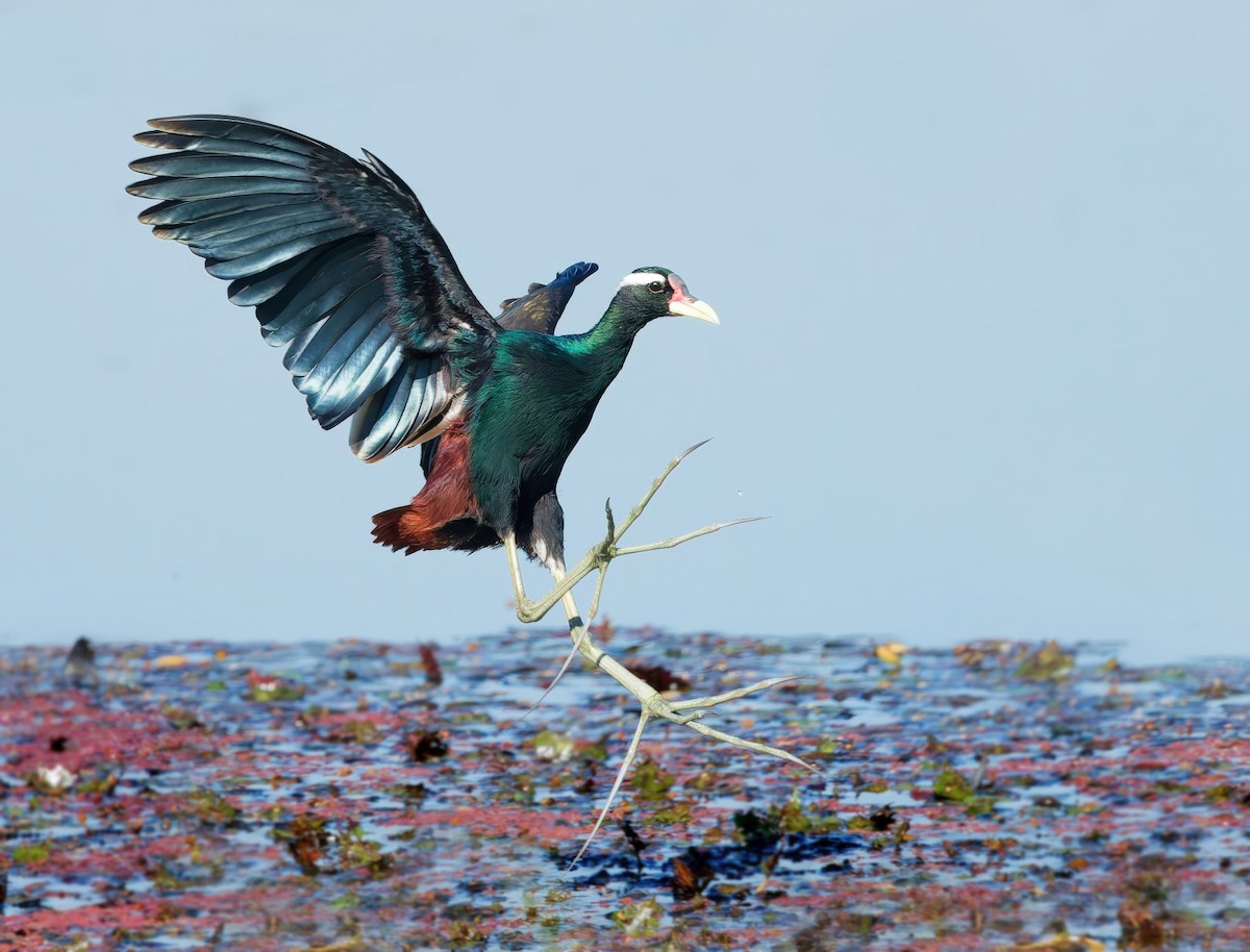 Bronze-winged Jacana - ML646774257