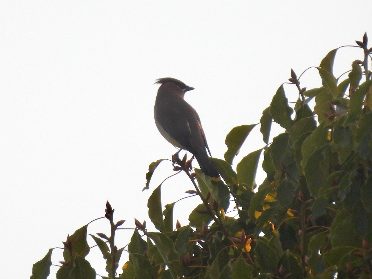 Cedar Waxwing - ML646774258