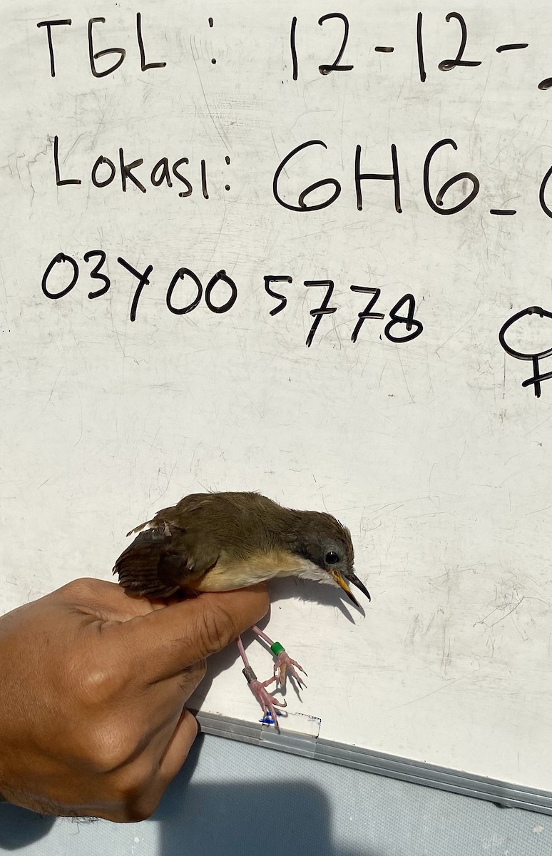 kortstjerttimal - ML646774259