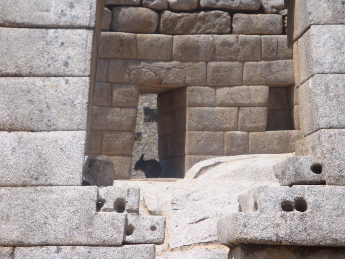 毛絲鼠科 - ML646774260