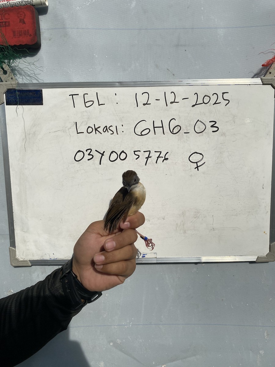 kortstjerttimal - ML646774261