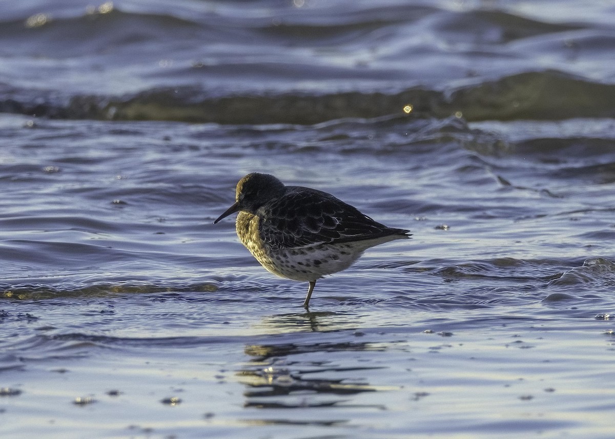 Rock Sandpiper - ML646774266