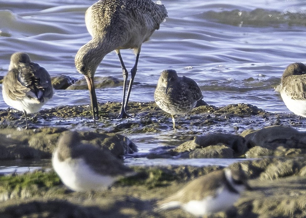 Rock Sandpiper - ML646774267