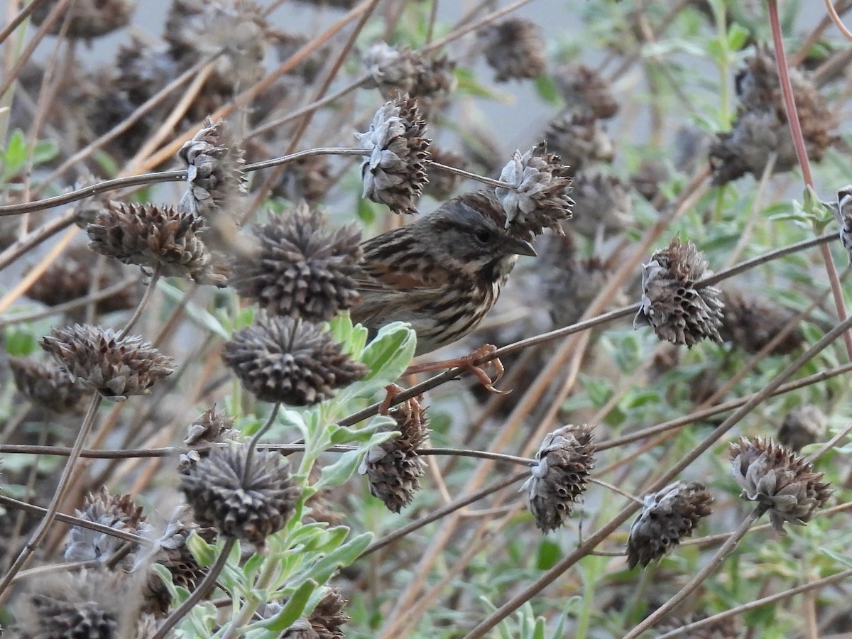 Song Sparrow - ML646774268