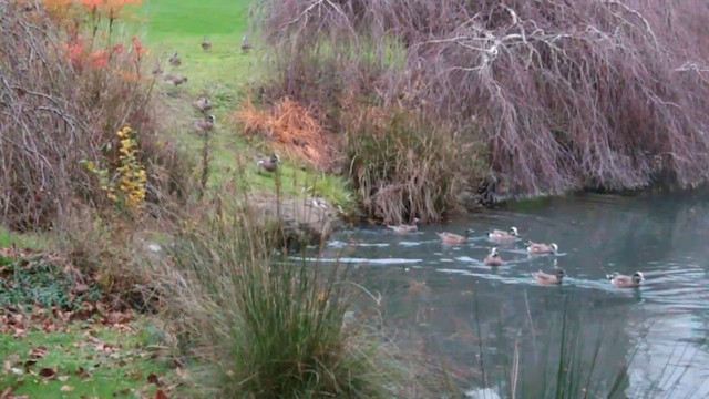 Fischione americano - ML646774274