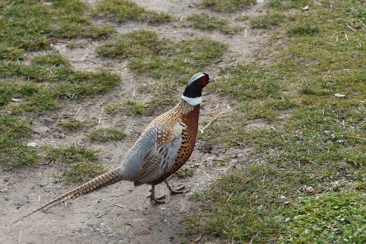 Ring-necked Pheasant - ML646774275