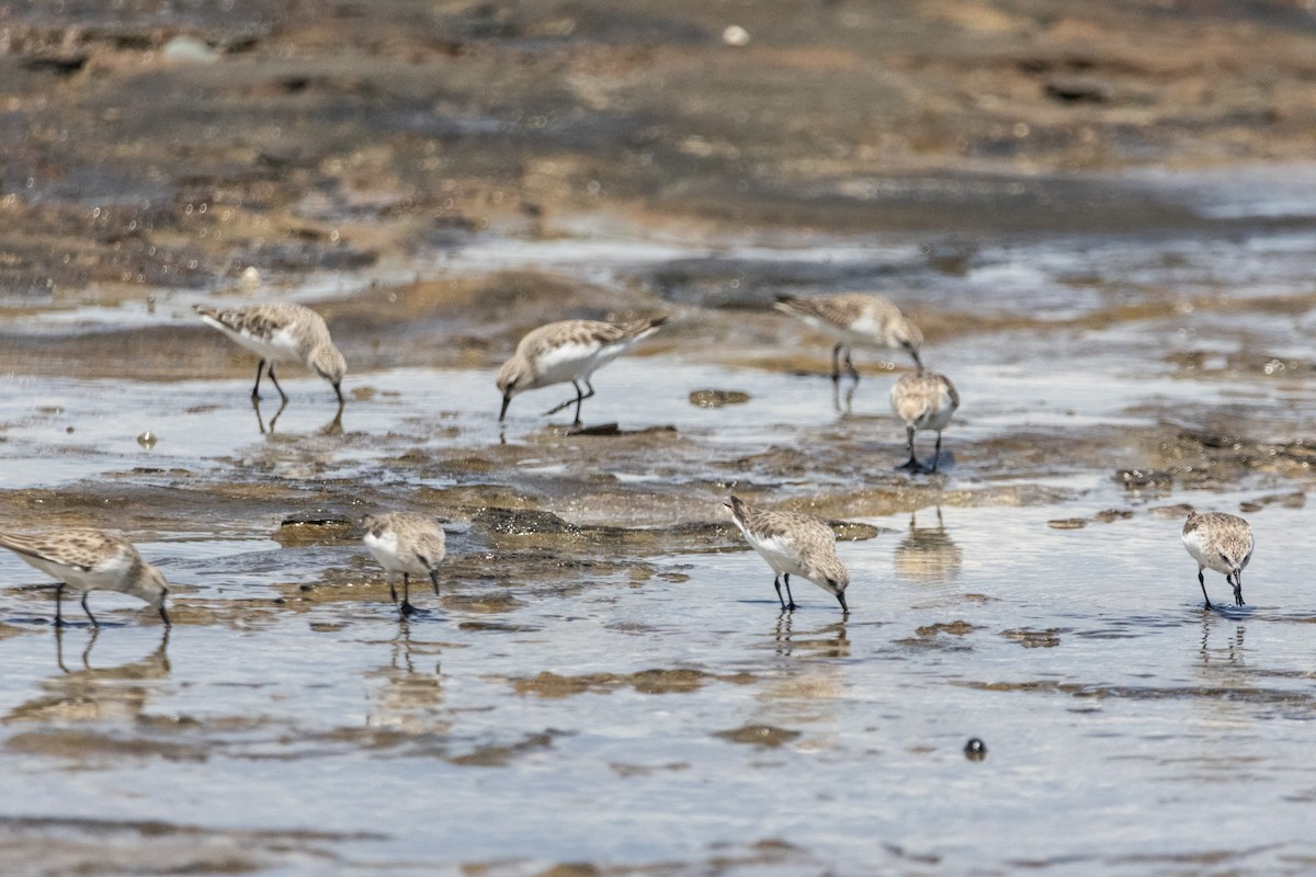 Песочник-красношейка - ML646774276