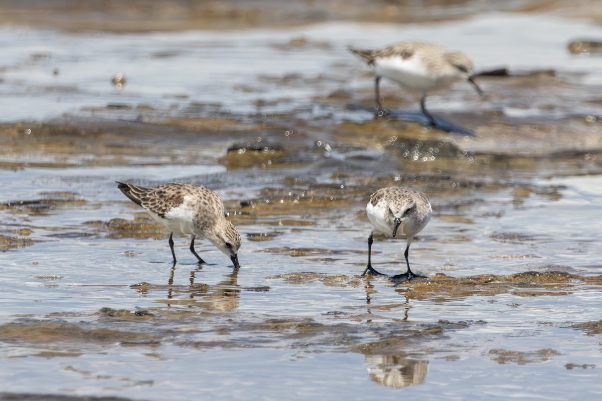 Песочник-красношейка - ML646774279