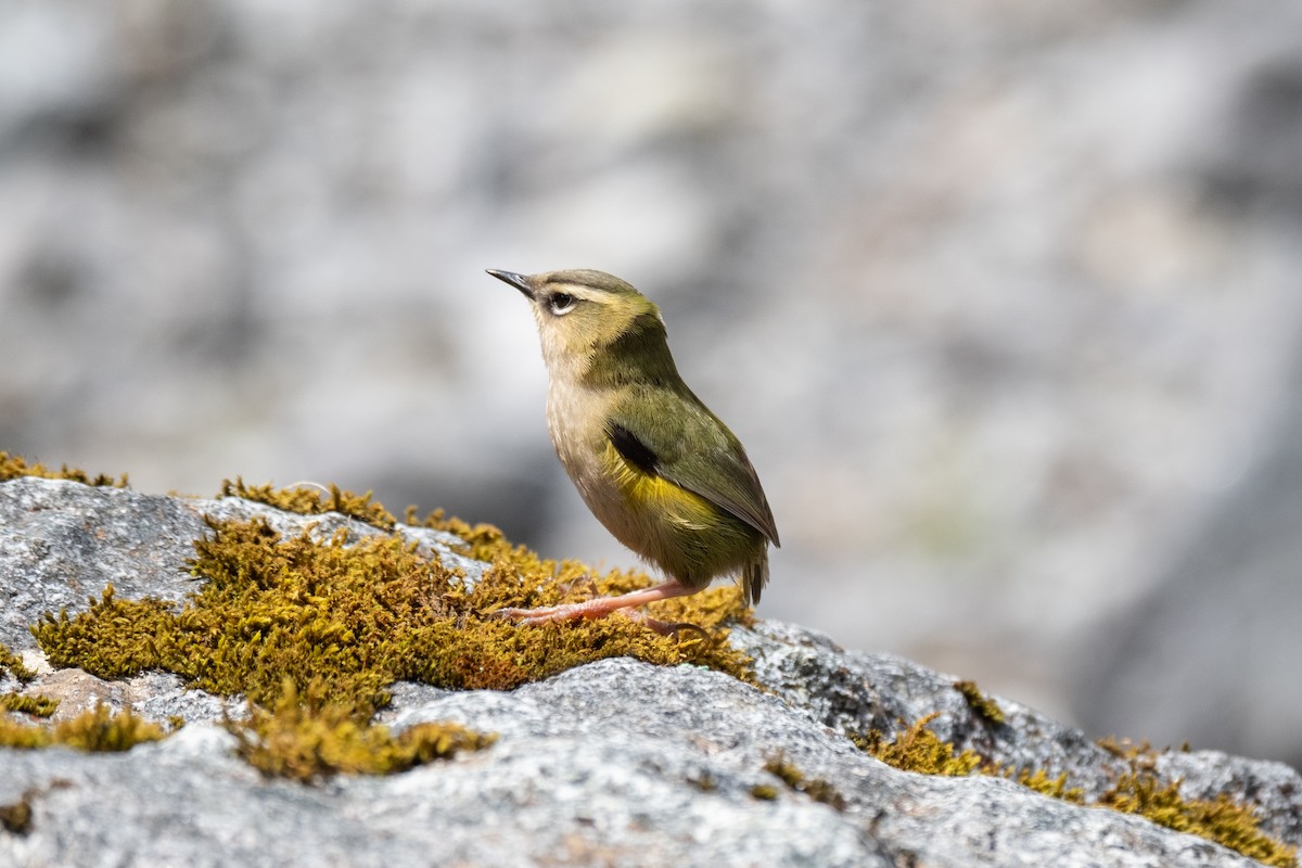 South Island Wren - ML646774281