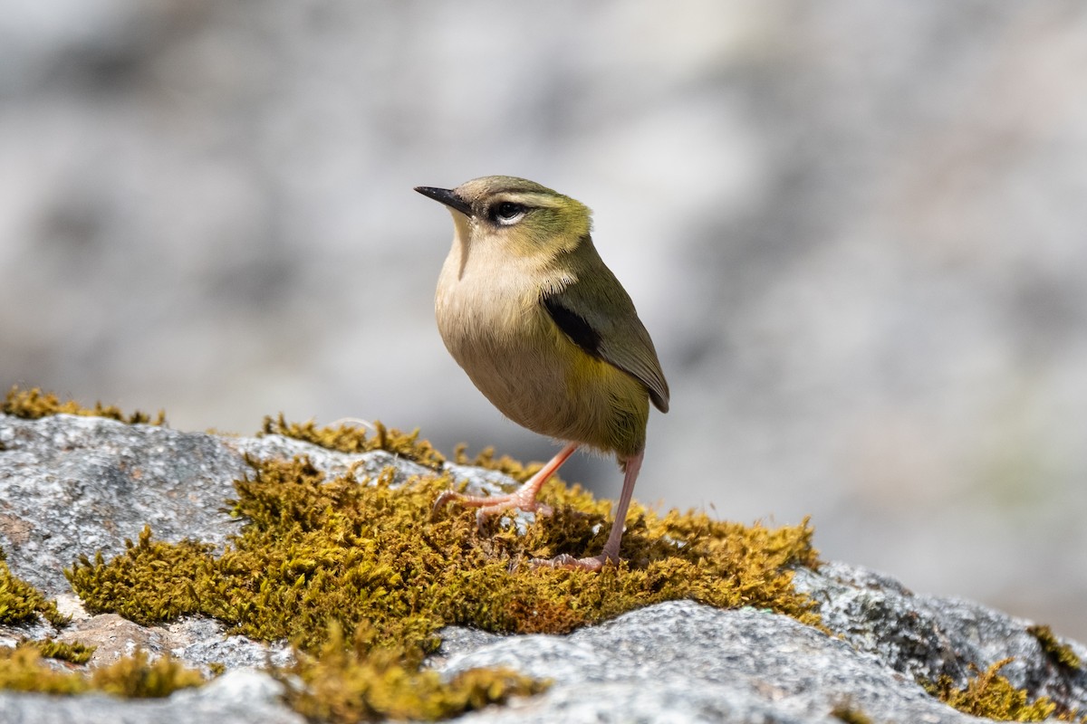 South Island Wren - ML646774283