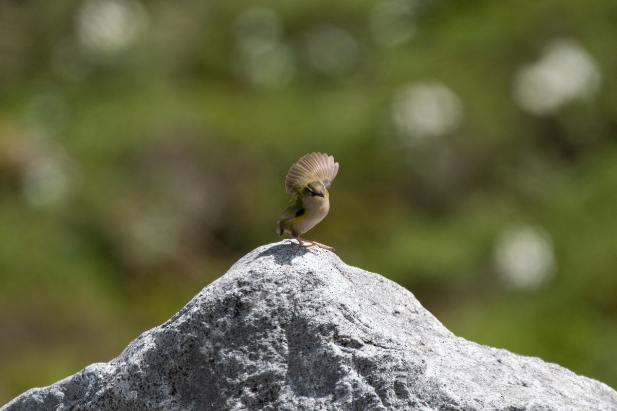 South Island Wren - ML646774284