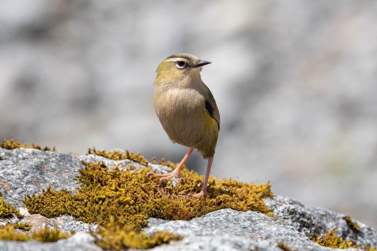South Island Wren - ML646774285