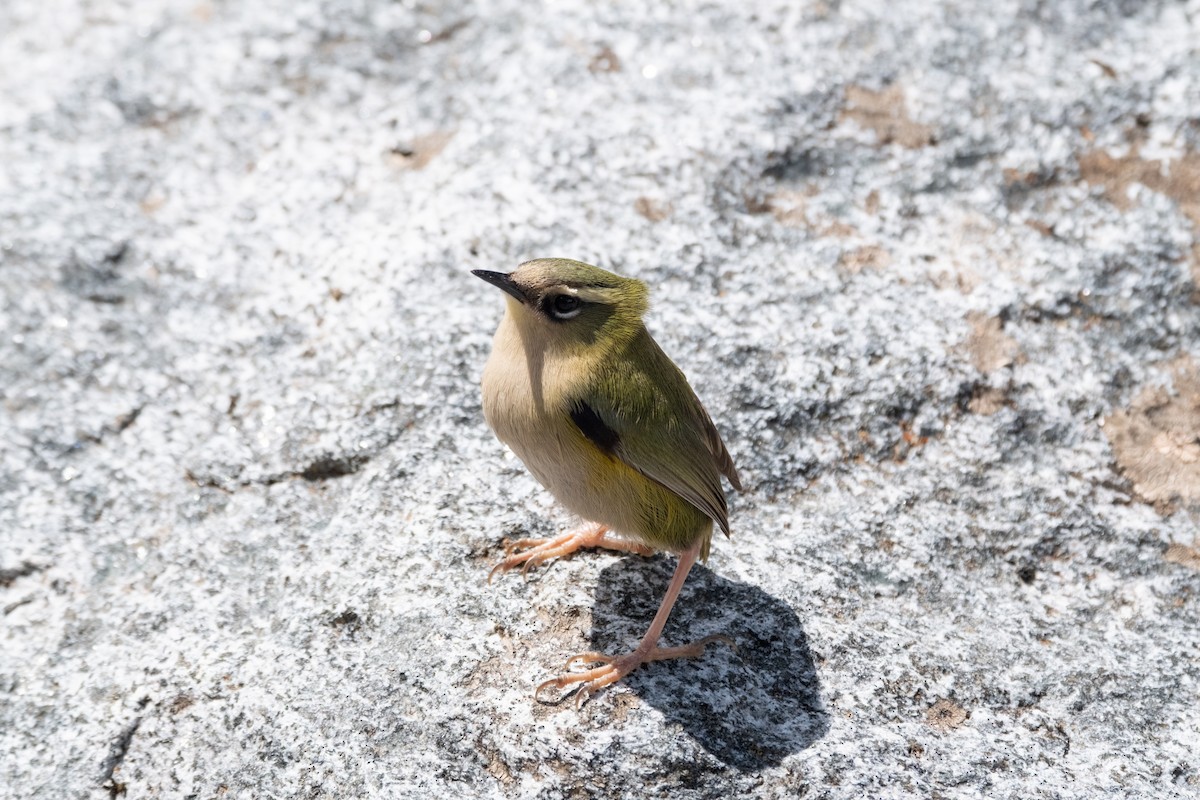 South Island Wren - ML646774286