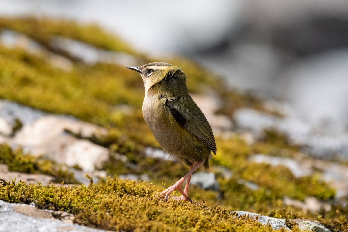 South Island Wren - ML646774287