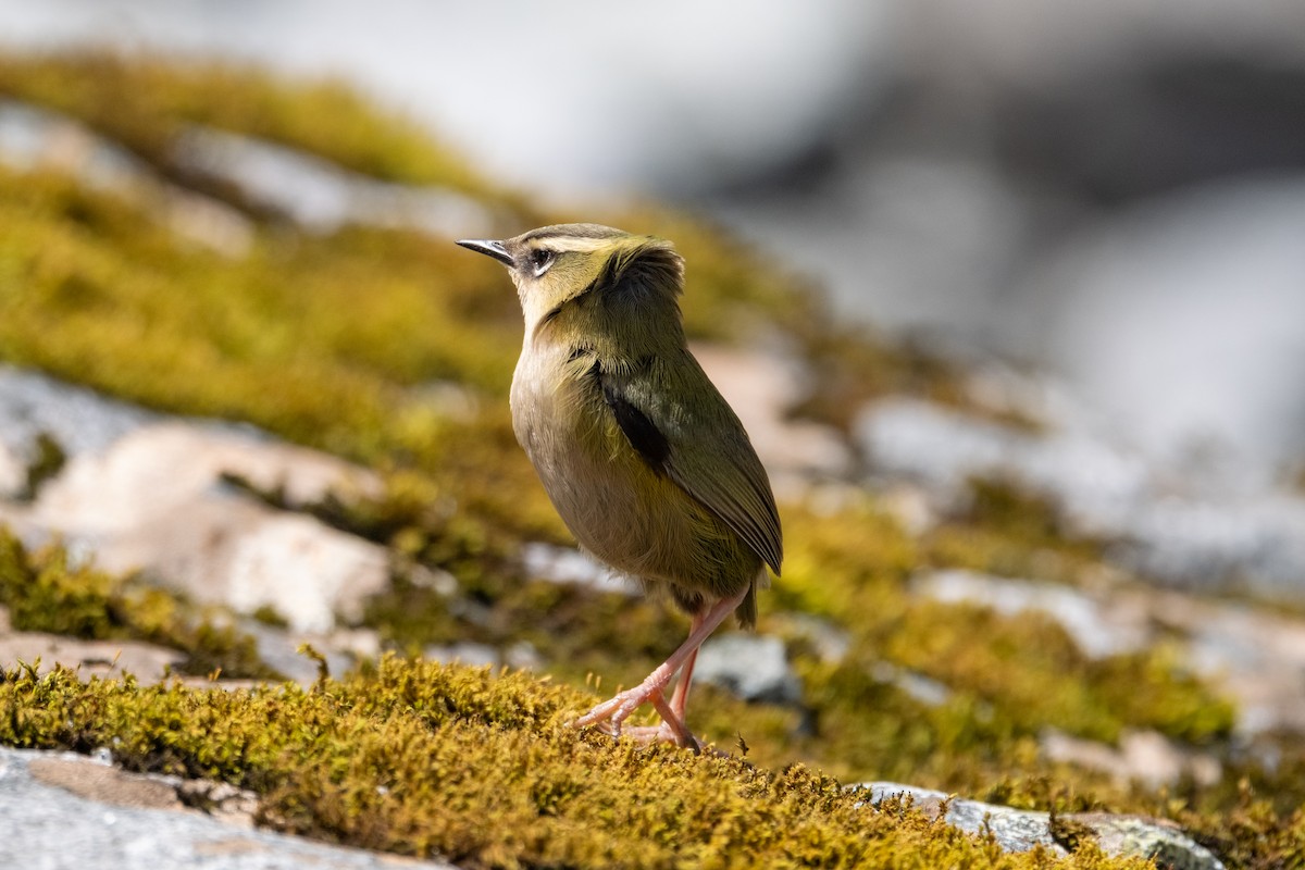 South Island Wren - ML646774288