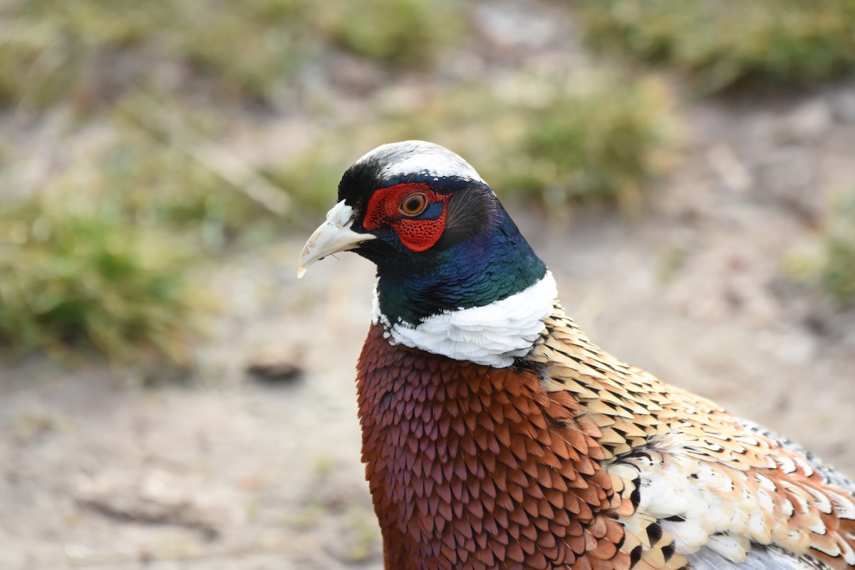 Ring-necked Pheasant - ML646774289