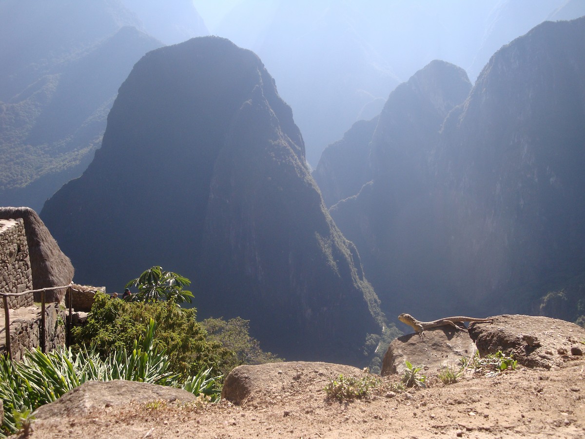 爬行綱 (爬蟲類 爬行類) - ML646774290