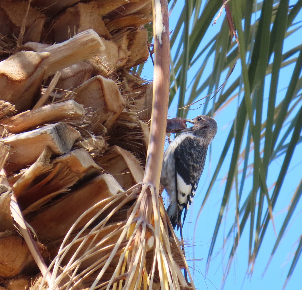 Гіла червоноголова - ML646774291