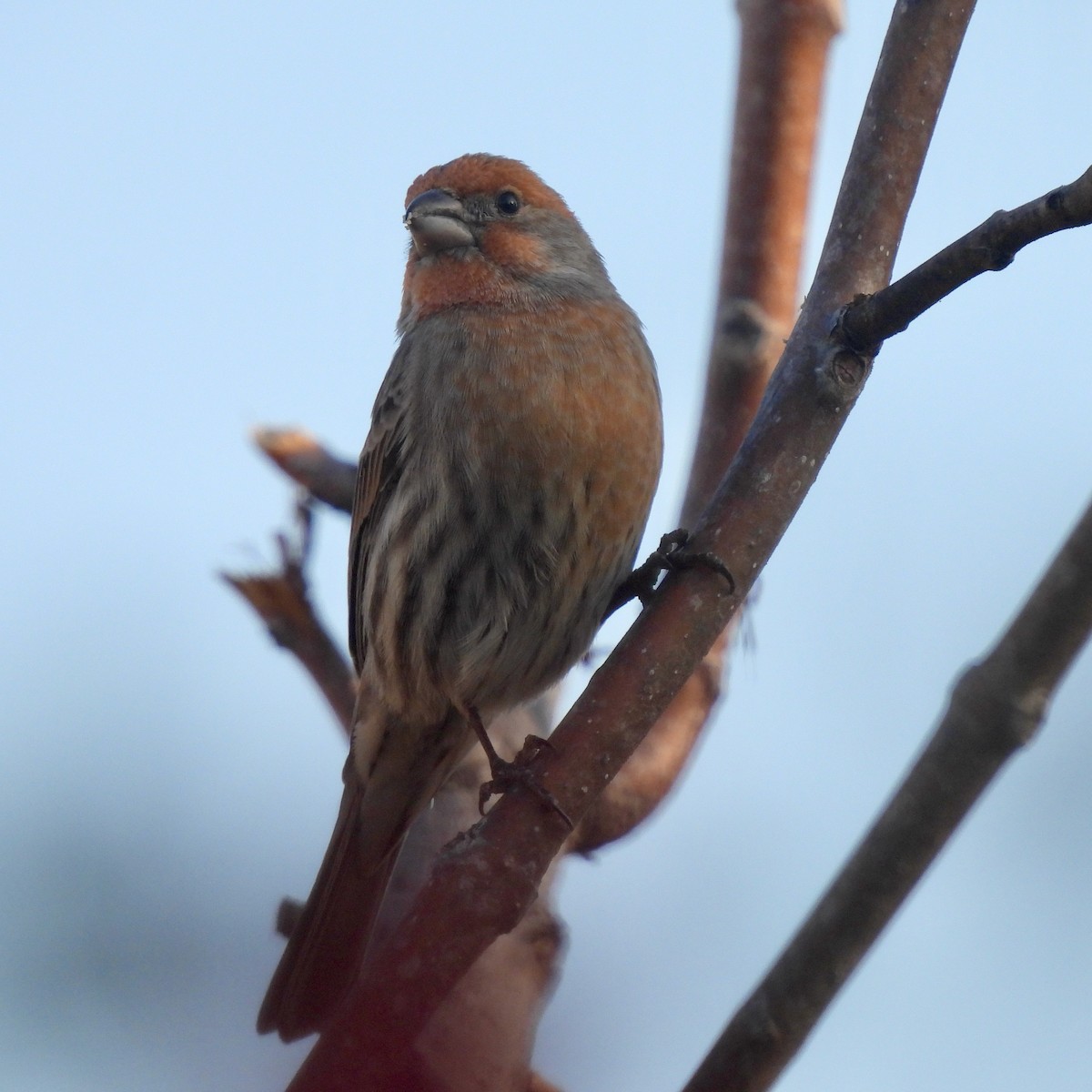 House Finch - ML646774294