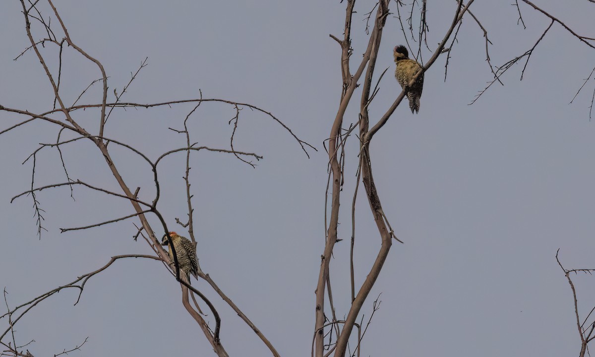 Декол плямистоволий [група melanolaimus] - ML646774295