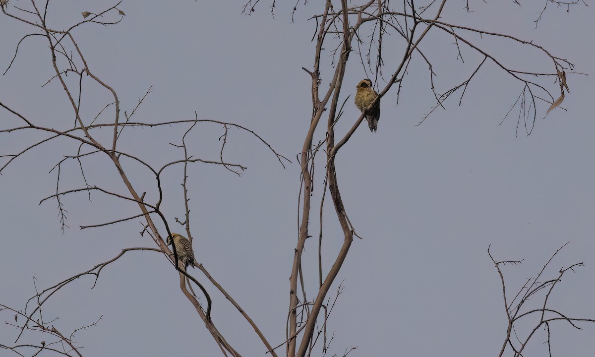 Декол плямистоволий [група melanolaimus] - ML646774296