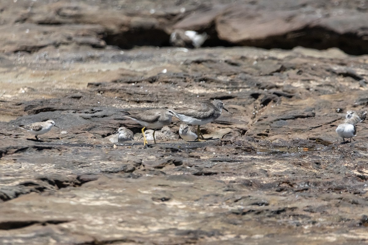 Сибирский пепельный улит - ML646774299