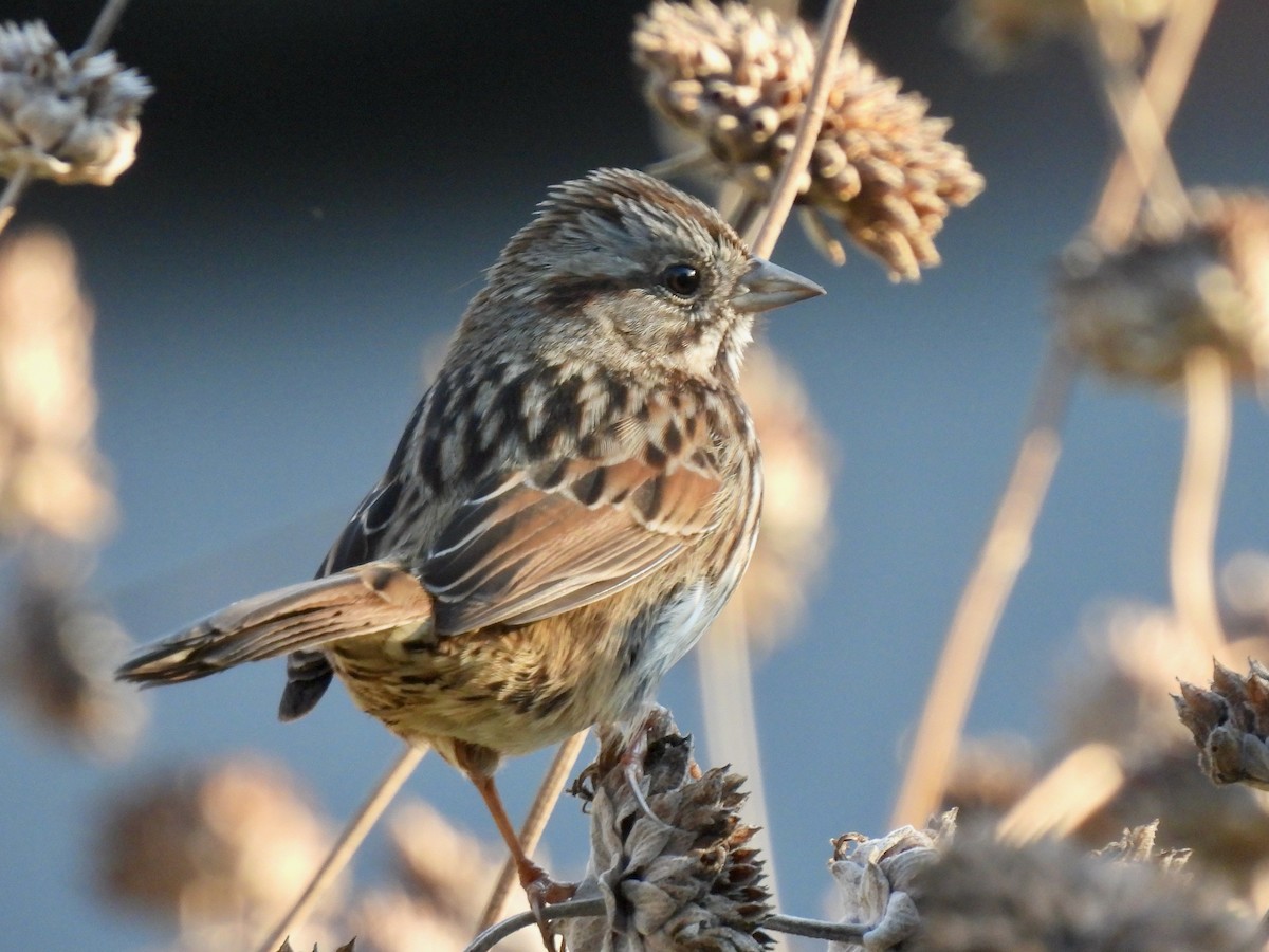 Song Sparrow - ML646774301