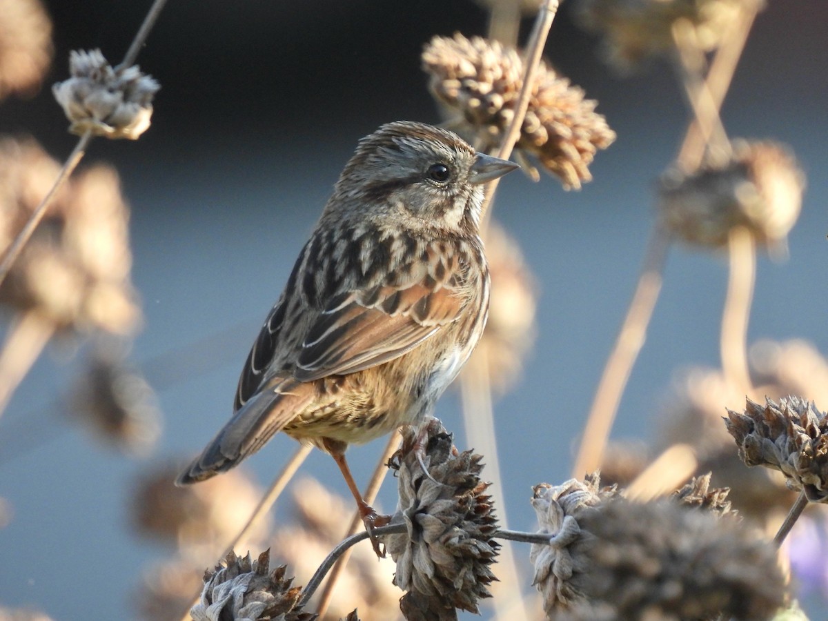 Song Sparrow - ML646774302