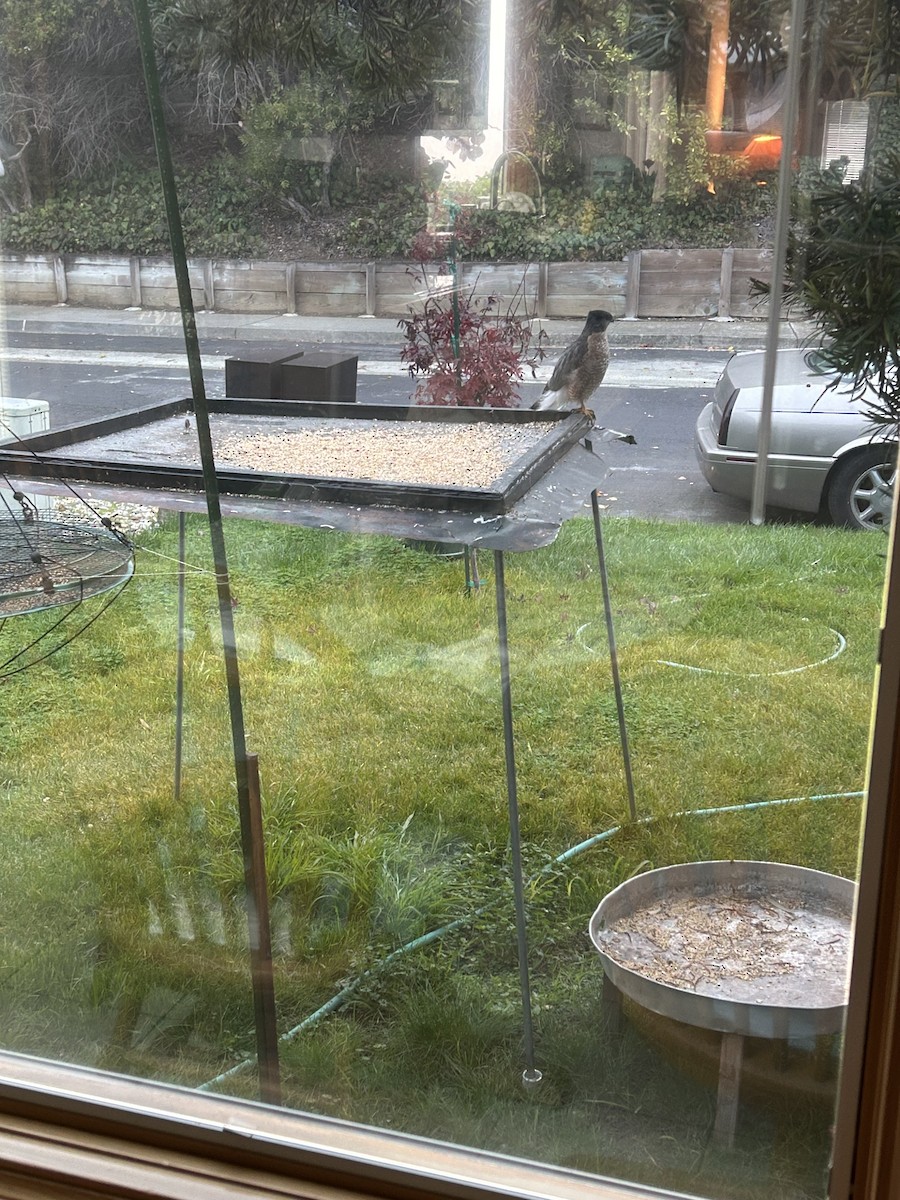 クーパーハイタカ - ML646774304