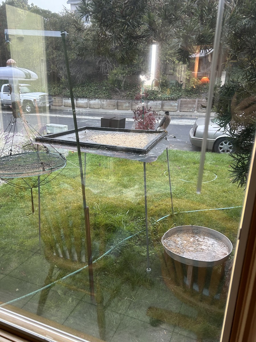 クーパーハイタカ - ML646774305