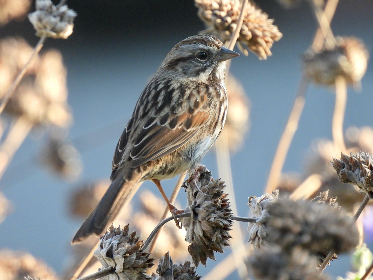 Song Sparrow - ML646774306