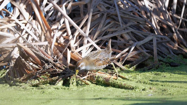 Carolinasumpfhuhn - ML646774308