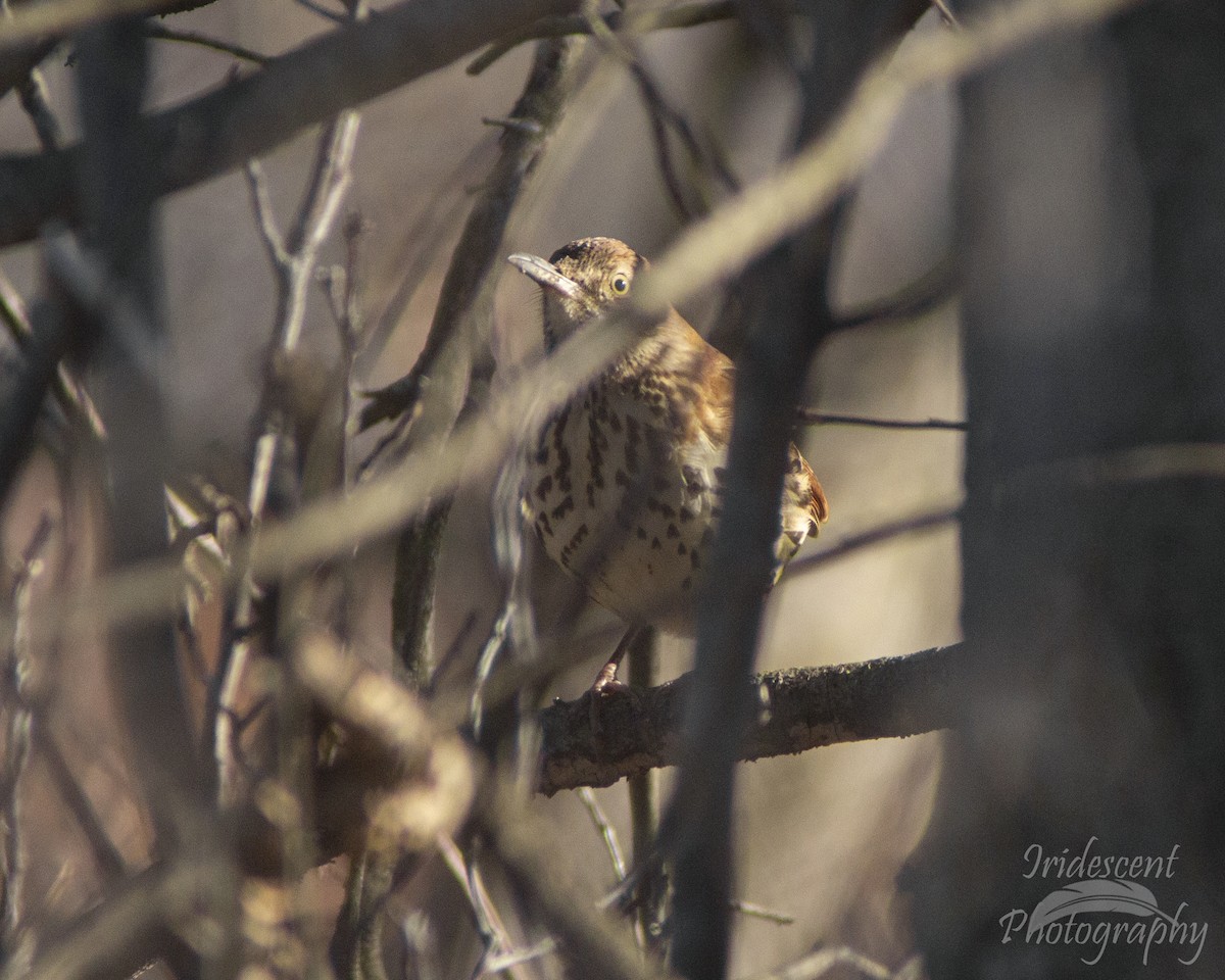 チャイロツグミモドキ - ML646774314